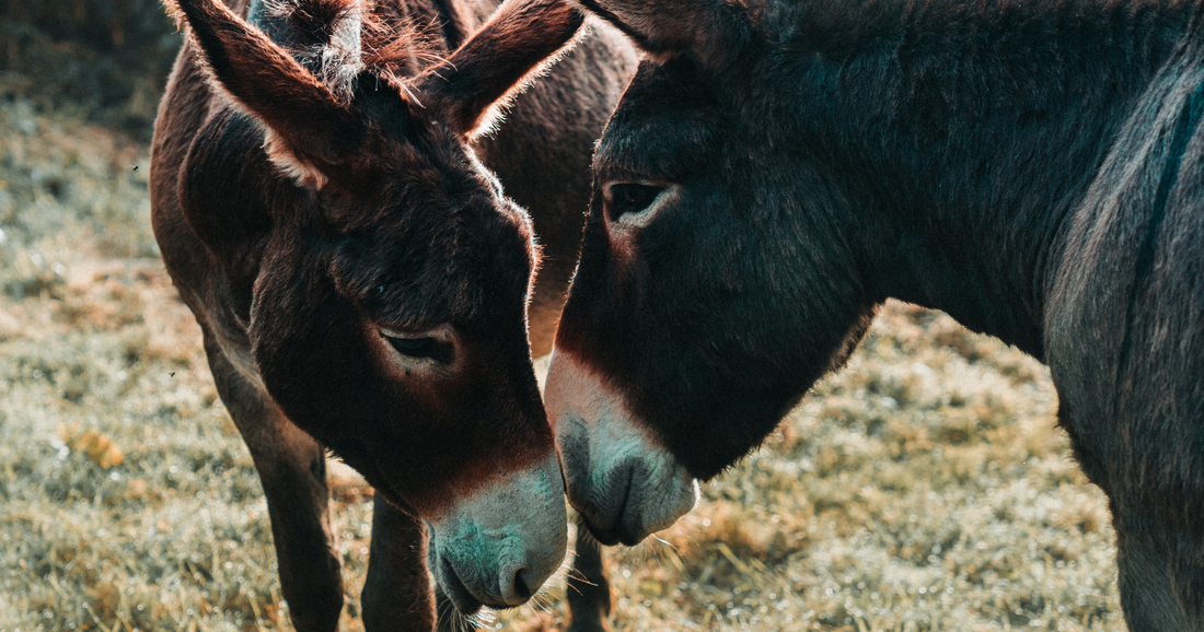 What Are 1st Century Donkey Stickers?