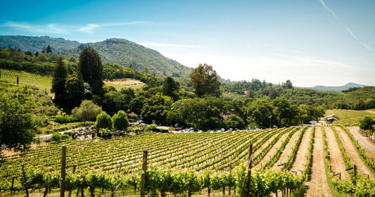 Pope Leo's Meditation on the Parable of the Vineyard