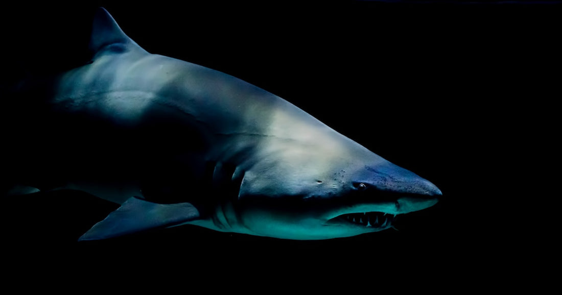 Shark Week and Fear of the Lord