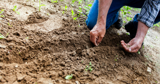 Which Soil Are You? Living the Parable of the Sower