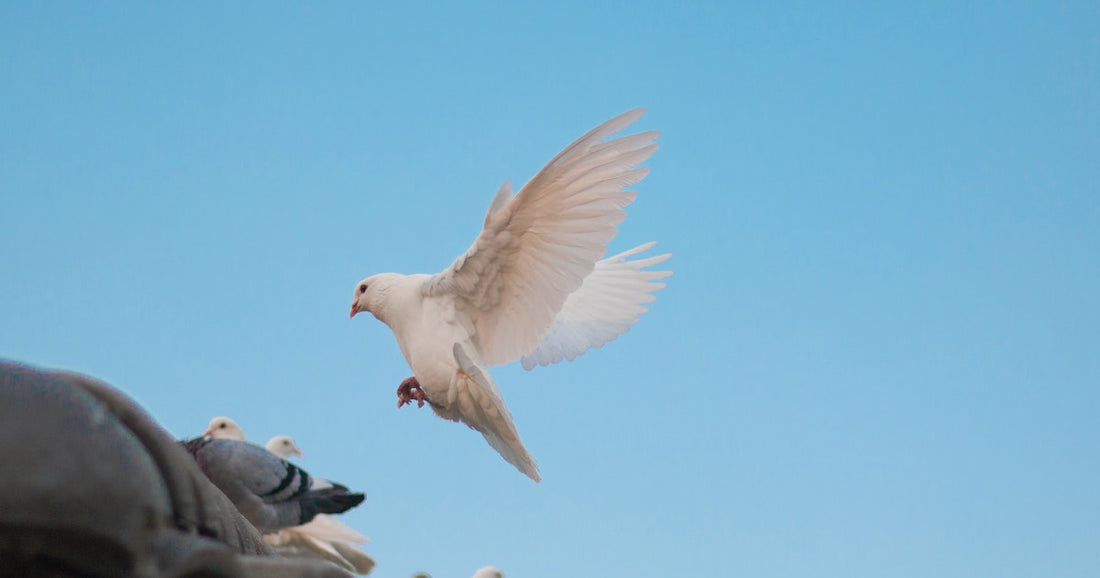 Diving Into the Renewal of the Church