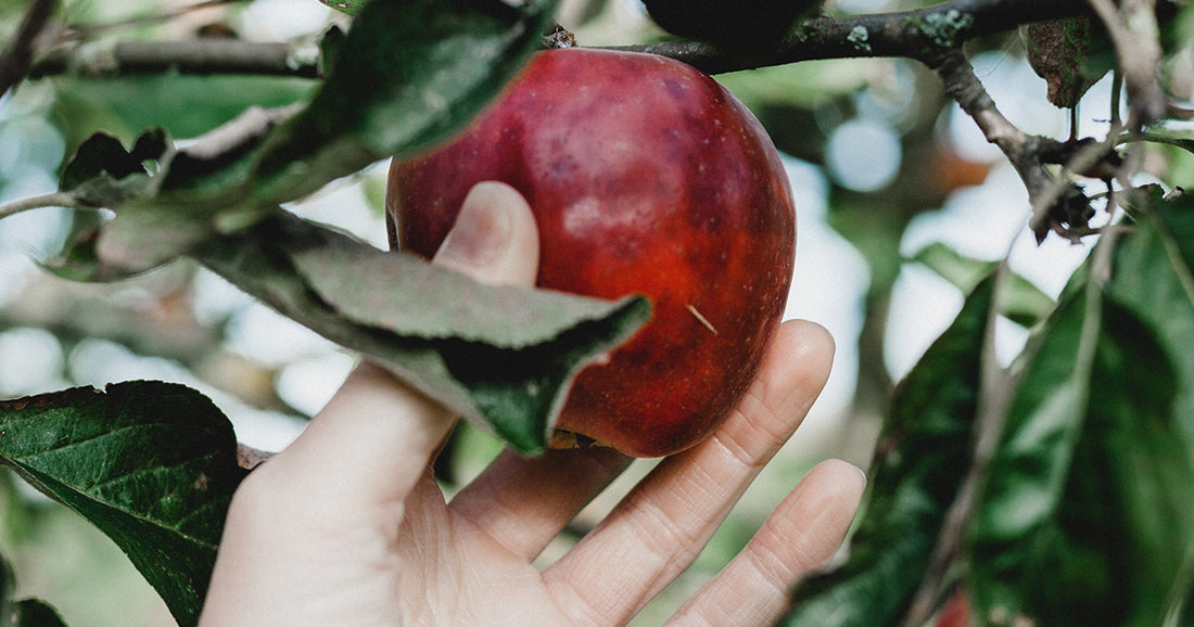 person picking red apple