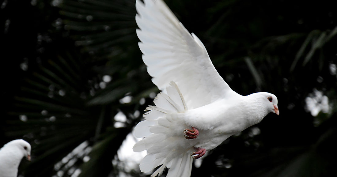 The Importance of the Holy Spirit in Your Life