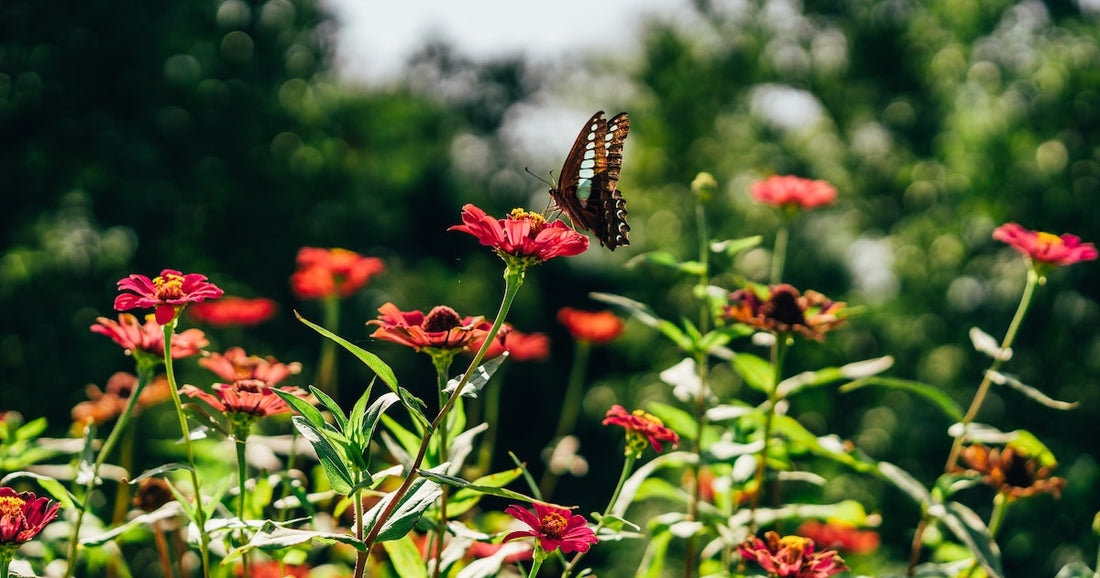 Coping in a Time of COVID-19 (with Dr. Jacqueline Brown)