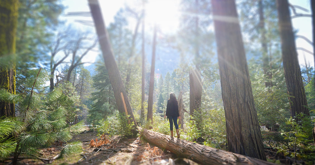 sunlight shines through trees in forest