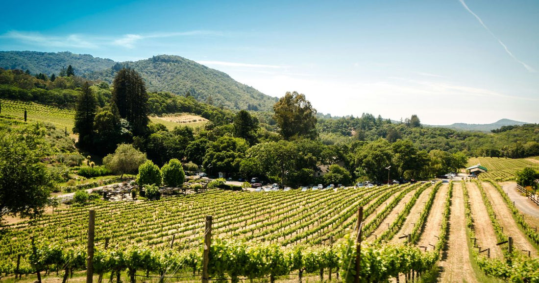 Pope Leo's Meditation on the Parable of the Vineyard