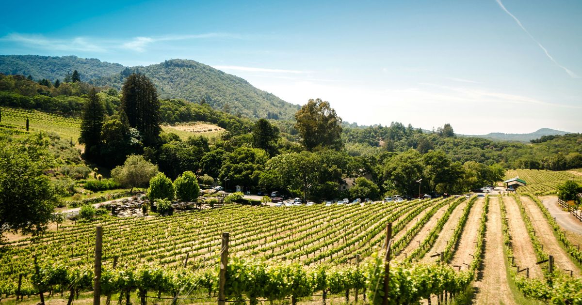 Pope Leo's Meditation on the Parable of the Vineyard