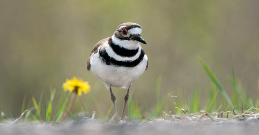 The Killdeer Bird and Jesus