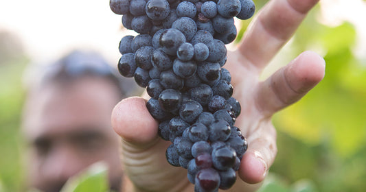person reaching for red grapes on a vine