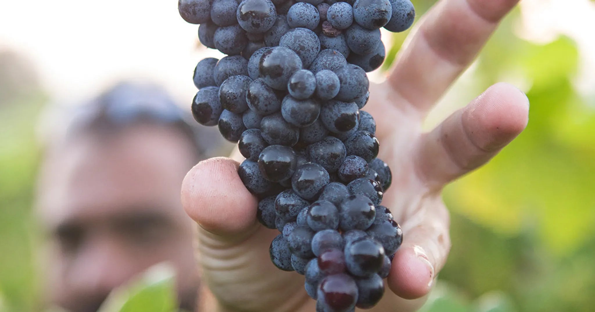person reaching for red grapes on a vine