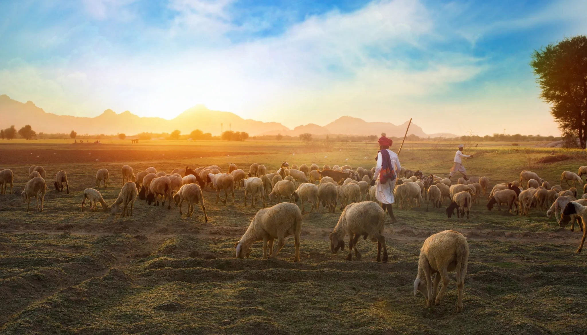 Living Your Vocation Like a Good Shepherd