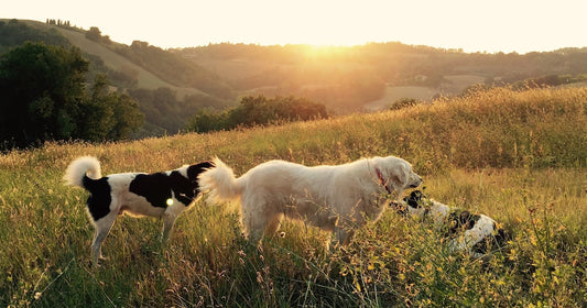 Do Pets Go to Heaven, Family Conflict, and Honor Thy Father and Mother