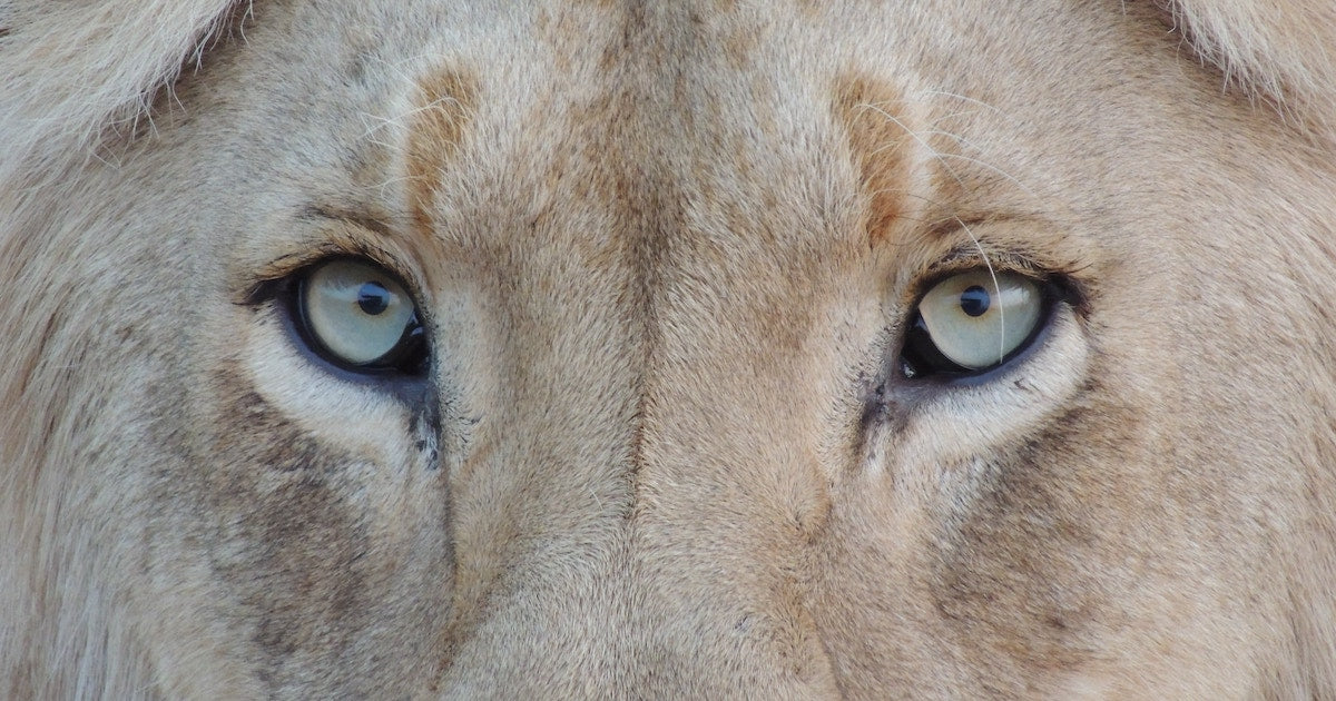 C.S. Lewis' The Lion the Witch and the Wardrobe - Part 2, Chapters 5-8