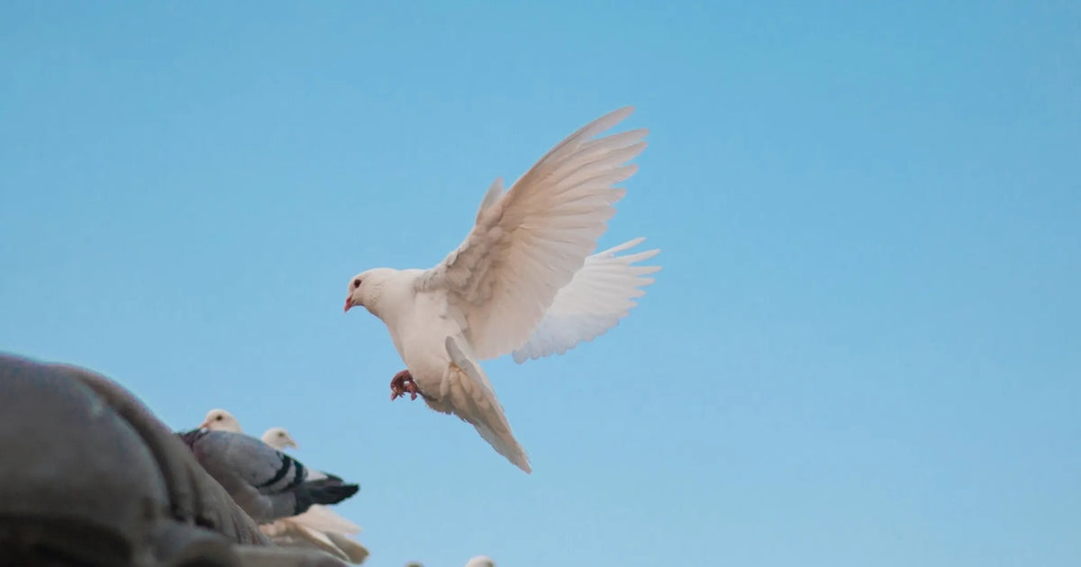 Diving Into the Renewal of the Church