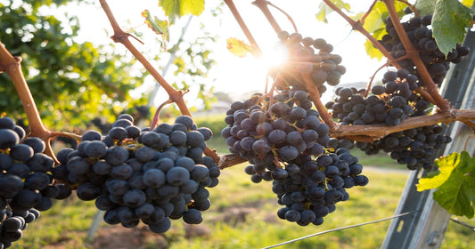 Christian Evangelization: We Heard It Through the Grapevine!