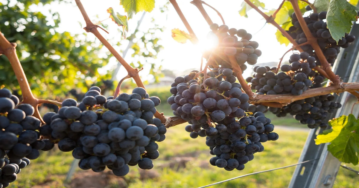 Christian Evangelization: We Heard It Through the Grapevine!