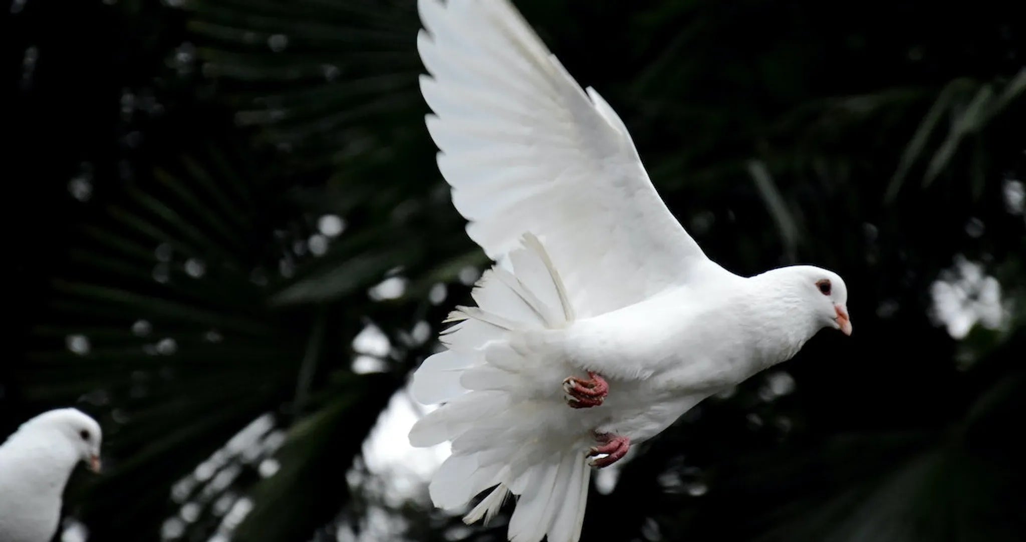 Seven Gifts of the Holy Spirit