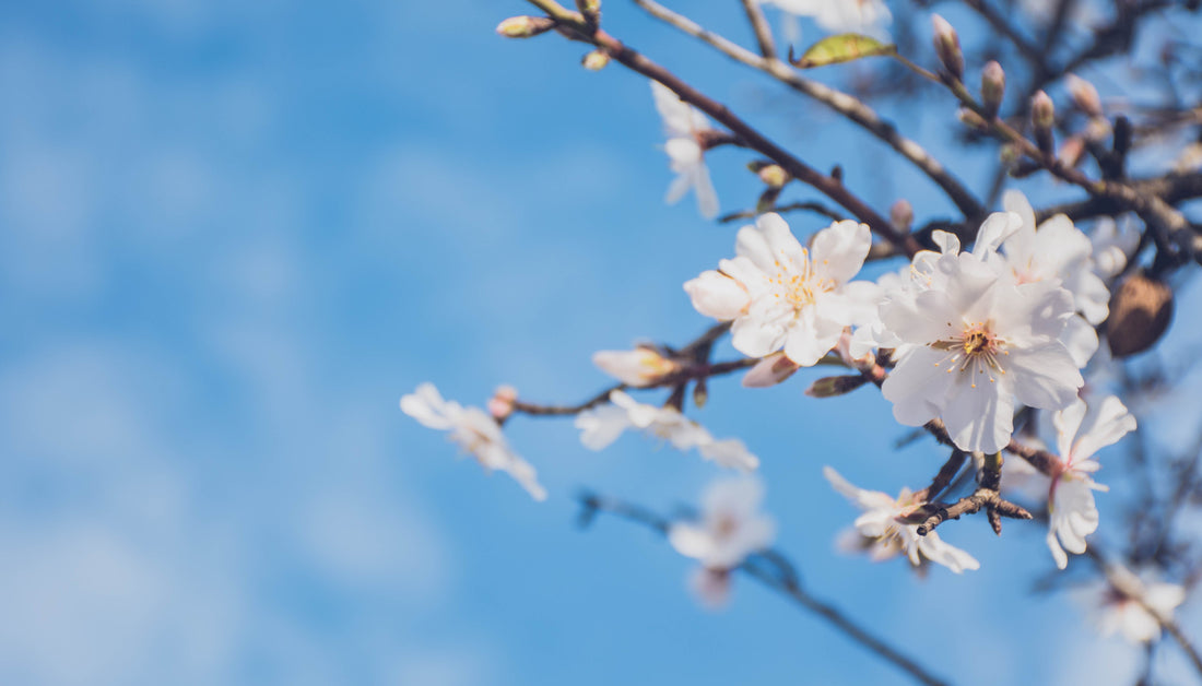 Light of Almonds: Honoring Our Priests