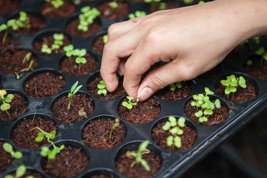 The Powerful Principle of Sowing and Reaping (with Chef John Folse)