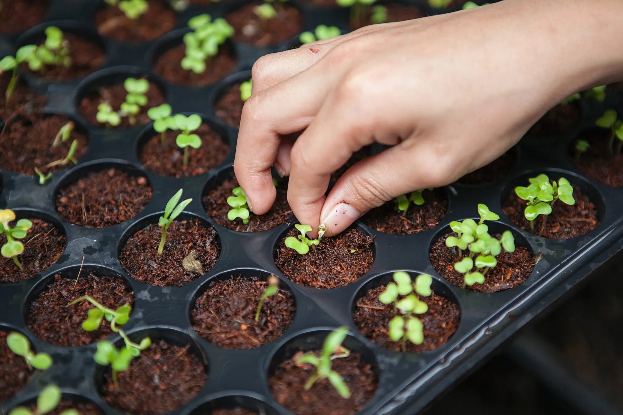 The Powerful Principle of Sowing and Reaping (with Chef John Folse)