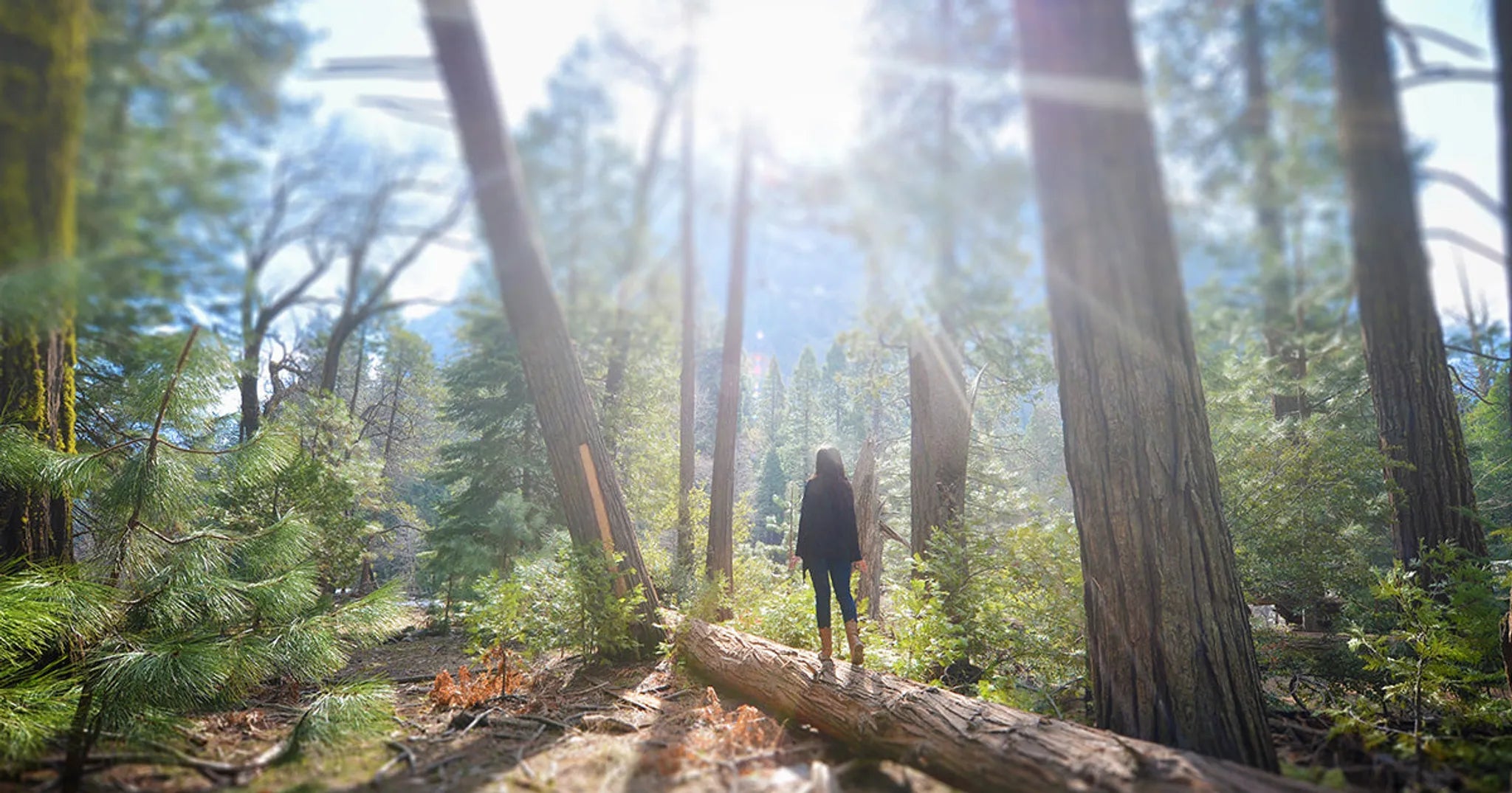 sunlight shines through trees in forest