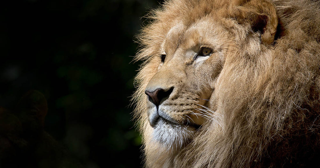 Aslan, Bacchus, and New Orleans' Carnival Season