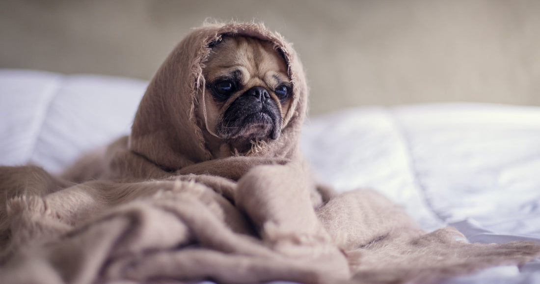 A Tribute to Our Furry Quarantine Companions