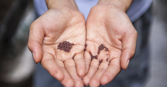 The Problem with Seedless Grapes: Pro-Life Messages in Scripture