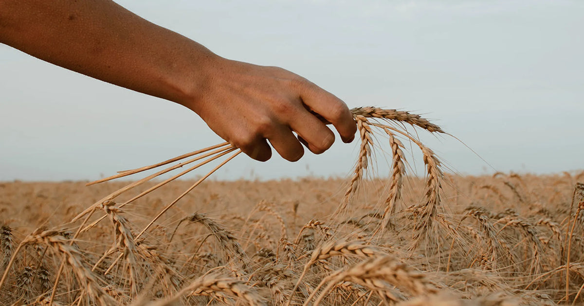 Don't Have a Weed Wacking Ministry! (Parable of the Sower)